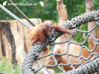 Zoo Leipzig: Orang Utan